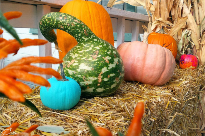 Use gourds for decorating all season long!
