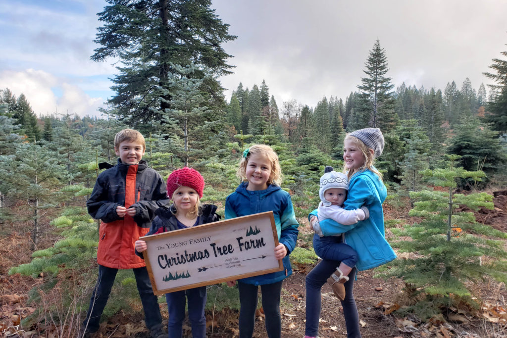 how to cut your own Christmas tree - Little Dove Blog